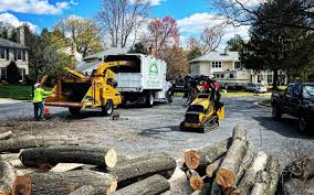 Why Choose Our Tree Removal Services in Trowbridge Park, MI?