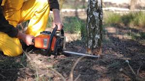 Leaf Removal in Trowbridge Park, MI